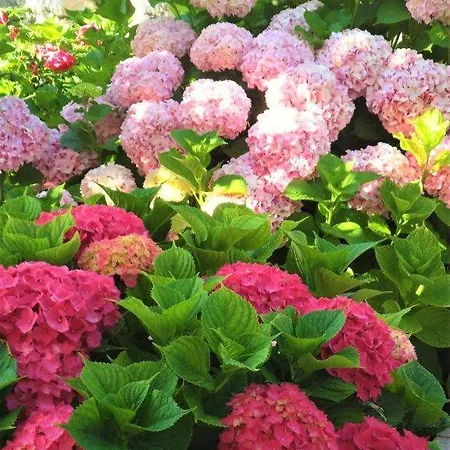 Natalija 1 Apartamento *